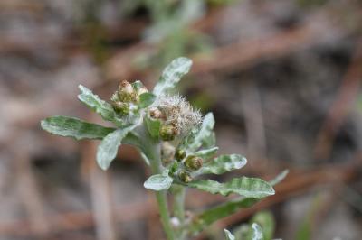 <i>Galium uliginosum</i>