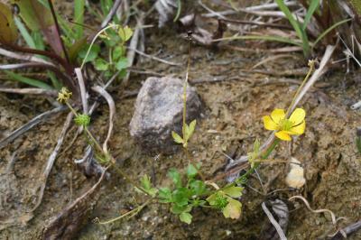 <i>Ranunculus sardous</i>