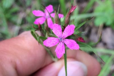<i>Dianthus armeria</i>