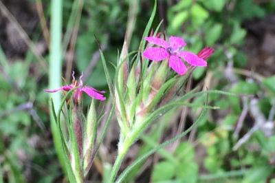 <i>Dianthus armeria</i>