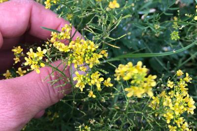 <i>Rorippa sylvestris</i>