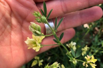 <i>Medicago sativa</i>