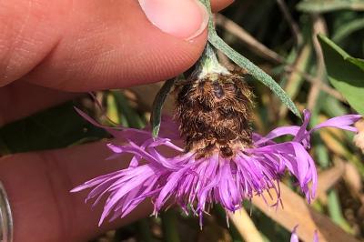 <i>Centaurea decipiens</i>