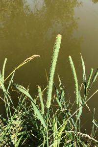 <i>Phleum pratense</i>