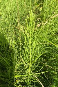 <i>Equisetum arvense</i>