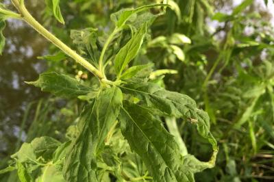 <i>Epilobium hirsutum</i>