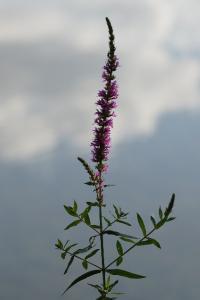 <i>Lythrum salicaria</i>