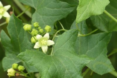 <i>Bryonia dioica</i>