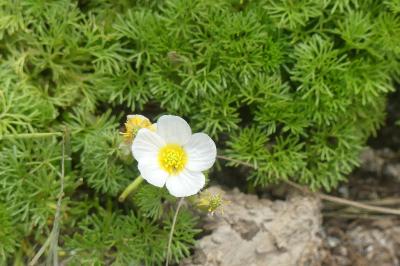 <i>Ranunculus</i>