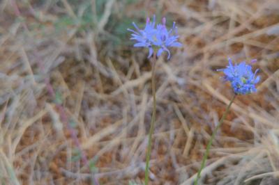 <i>Jasione montana</i>
