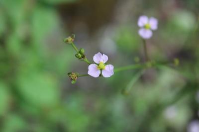 <i>Alisma plantago-aquatica</i>