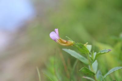 <i>Gratiola officinalis</i>