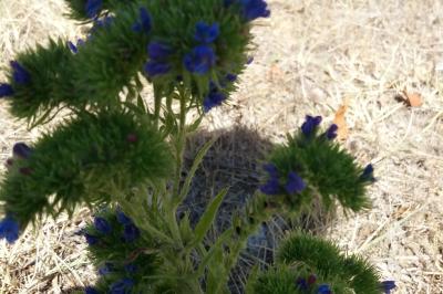 <i>Echium vulgare</i>