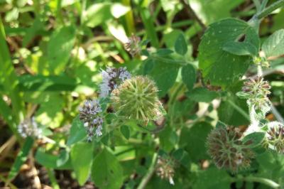 <i>Mentha aquatica</i>