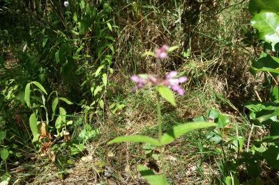 <i>Stachys palustris</i>