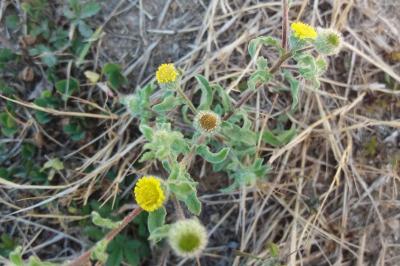 <i>Lysimachia vulgaris</i>