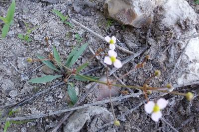 <i>Alisma lanceolatum</i>