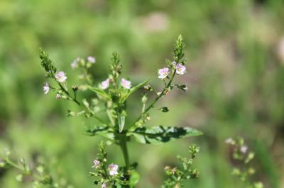 <i>Veronica anagallis-aquatica</i>