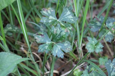 <i>Ranunculus serpens</i>