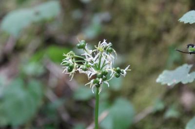 <i>Allium ursinum</i>