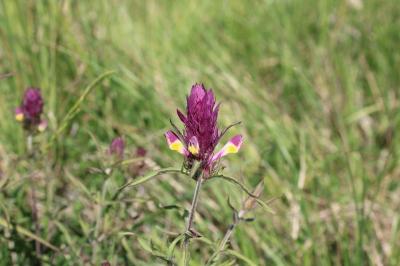<i>Melampyrum arvense</i>