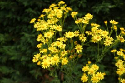 <i>Jacobaea vulgaris</i>