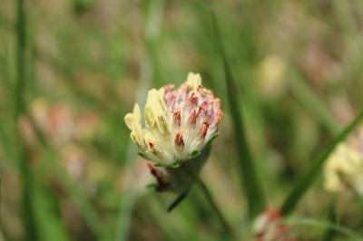 <i>Anthyllis vulneraria</i>