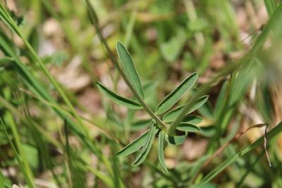 <i>Anthyllis vulneraria</i>