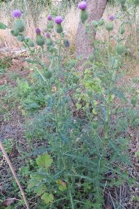 <i>Cirsium vulgare</i>