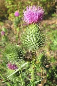 <i>Cirsium vulgare</i>