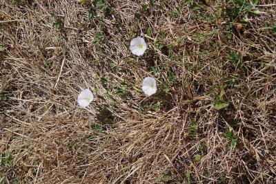 <i>Convolvulus arvensis</i>