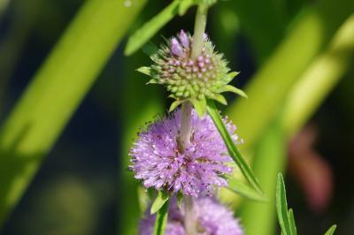 <i>Mentha cervina</i>
