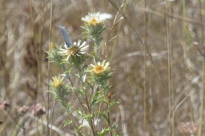 <i>Carlina vulgaris</i>
