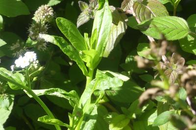 <i>Myosotis scorpioides</i>