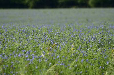 <i>Linum usitatissimum</i>