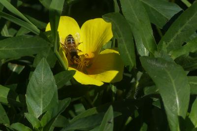 <i>Ludwigia</i>