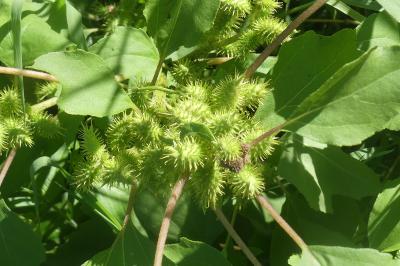 <i>Xanthium orientale</i>