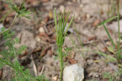 <i>Scandix pecten-veneris</i>