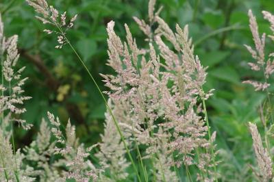 <i>Holcus lanatus</i>