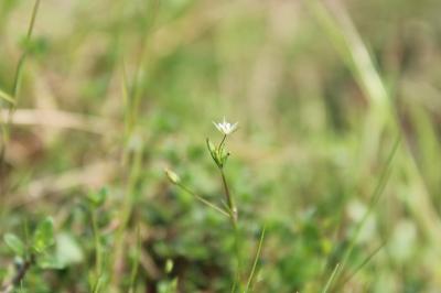 <i>Sabulina tenuifolia</i>