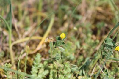 <i>Medicago minima</i>