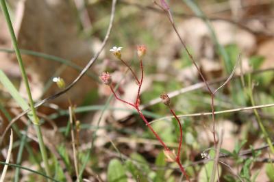 <i>Saxifraga tridactylites</i>