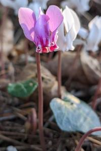 <i>Cyclamen purpurascens</i>