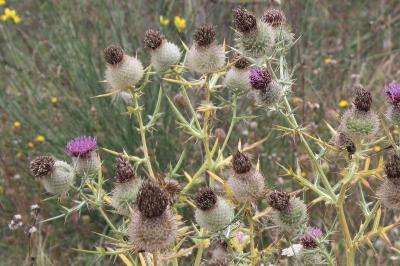 <i>Cirsium eriophorum</i>