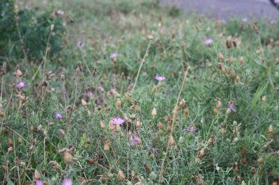 <i>Centaurea aspera</i>