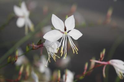 <i>Oenothera lindheimeri</i>