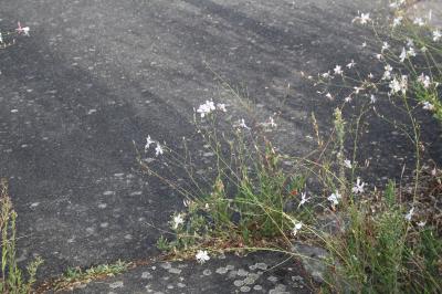 <i>Oenothera lindheimeri</i>