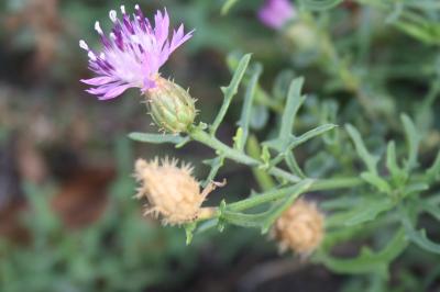 <i>Centaurea aspera</i>