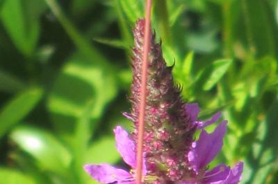 <i>Lythrum salicaria</i>