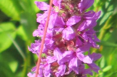 <i>Lythrum salicaria</i>